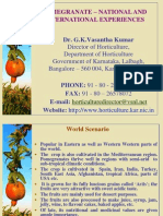 Pomegranate - National and International Experiences: Dr. G.K.Vasantha Kumar