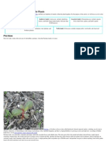 Major Groupings of Wild Edible Plants