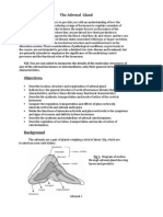 The Adrenal Gland