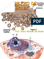 Aula 11 - Complexo de Golgi