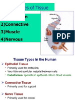 Epithelial Tissue