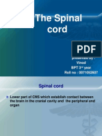 Spinal Cord