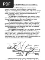 Insect Bodywall