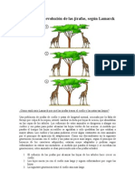 Esquema de La Evolucion de Las Jirafas