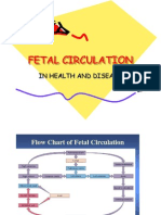 Foetal Circulation