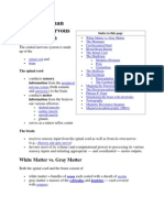The Human Central Nervous System: White Matter vs. Gray Matter