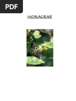 MORACEAE