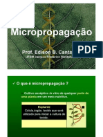 13a Aula - Micropropagacao