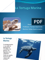 La Tortuga Marina