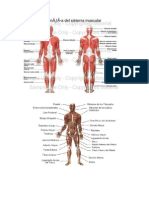 Sistema Muscular