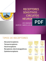 Receptores Sensitivos - Circuitos Neuronales