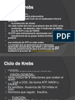 Ciclo de Krebs