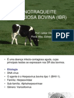 12-Rinotraqueite Infecciosa Bovina