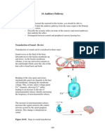 16 Auditory Pathway