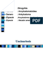 Ancylostoma Duodenale (Ciclo de Looss)