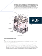 Diagram of Integumentary System Organ Skin