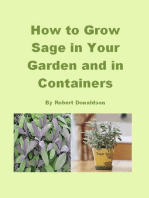 How to Grow Sage in Your Garden and in Containers