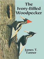 The Ivory-Billed Woodpecker