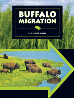 Buffalo Migration