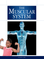 The Muscular System