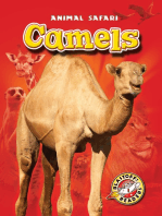 Camels