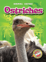 Ostriches