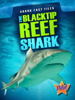 The Blacktip Reef Shark