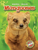 Mongooses