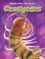 Centipedes