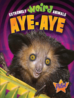 Aye-Aye