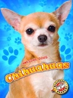 Chihuahuas