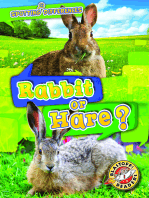 Rabbit or Hare?