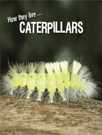 How they live... Caterpillars: Learn All There Is to Know About These Animals!