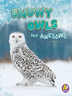 Snowy Owls Are Awesome