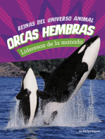 Orcas hembras: Lideresas de la manada