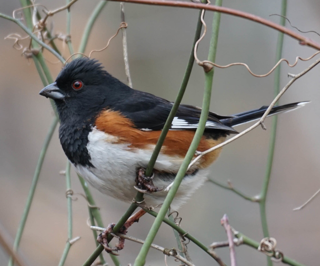 Eastern Towhee - Photo (c) Carrie Seltzer, some rights reserved (CC BY), uploaded by Carrie Seltzer