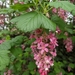 Currants and Gooseberries - Photo (c) ab83, some rights reserved (CC BY-NC)