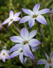 Ipheion uniflorum - Photo (c) Gabriela Ruellan, algunos derechos reservados (CC BY-NC-ND)