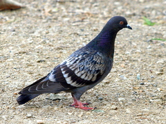 Feral Pigeon - Photo (c) Kala Murphy King, some rights reserved (CC BY-NC-ND), uploaded by Kala Murphy King