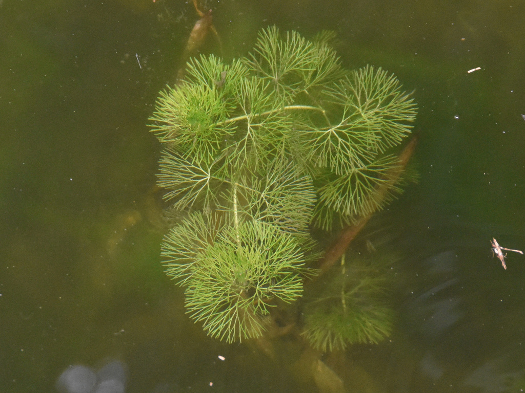 Carolina Fanwort - Photo (c) Jan Ho, some rights reserved (CC BY-NC), uploaded by Jan Ho