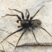 Thin-legged Wolf Spiders - Photo (c) Emanuele Santarelli, some rights reserved (CC BY-SA), uploaded by Emanuele Santarelli