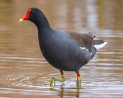 Common Gallinule - Photo (c) uzun, some rights reserved (CC BY-NC), uploaded by uzun