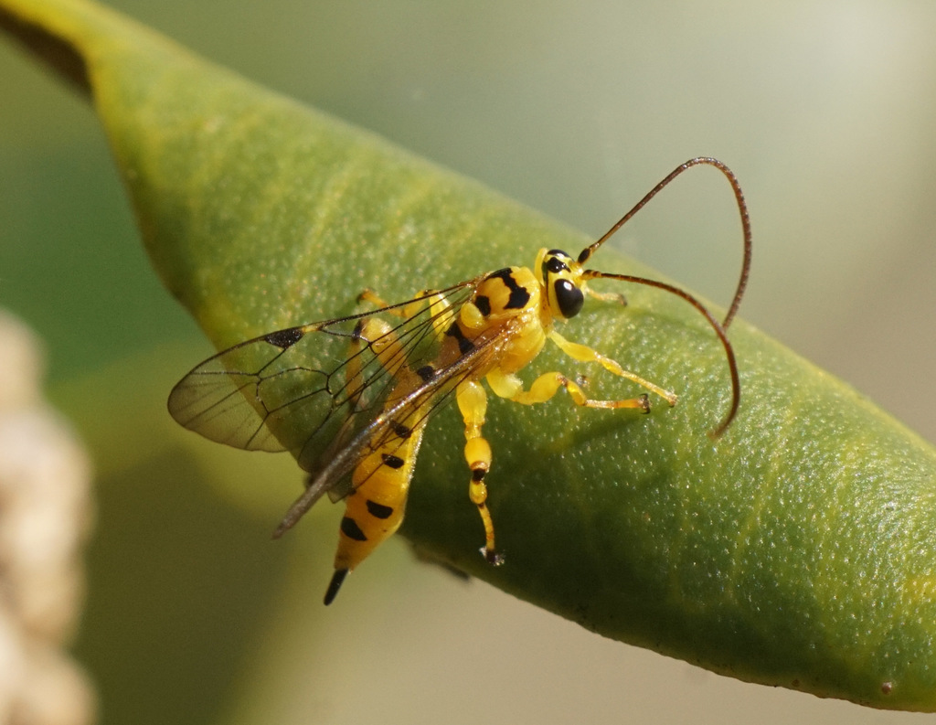 Yellow-banded Leafroller Parasitoid Wasp - Photo (c) Catherine Beard, some rights reserved (CC BY-NC), uploaded by Catherine Beard