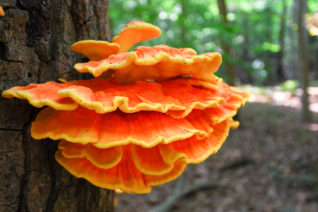 Pollo del Bosque - Photo (c) Stephen John Davies, algunos derechos reservados (CC BY-NC), subido por Stephen John Davies