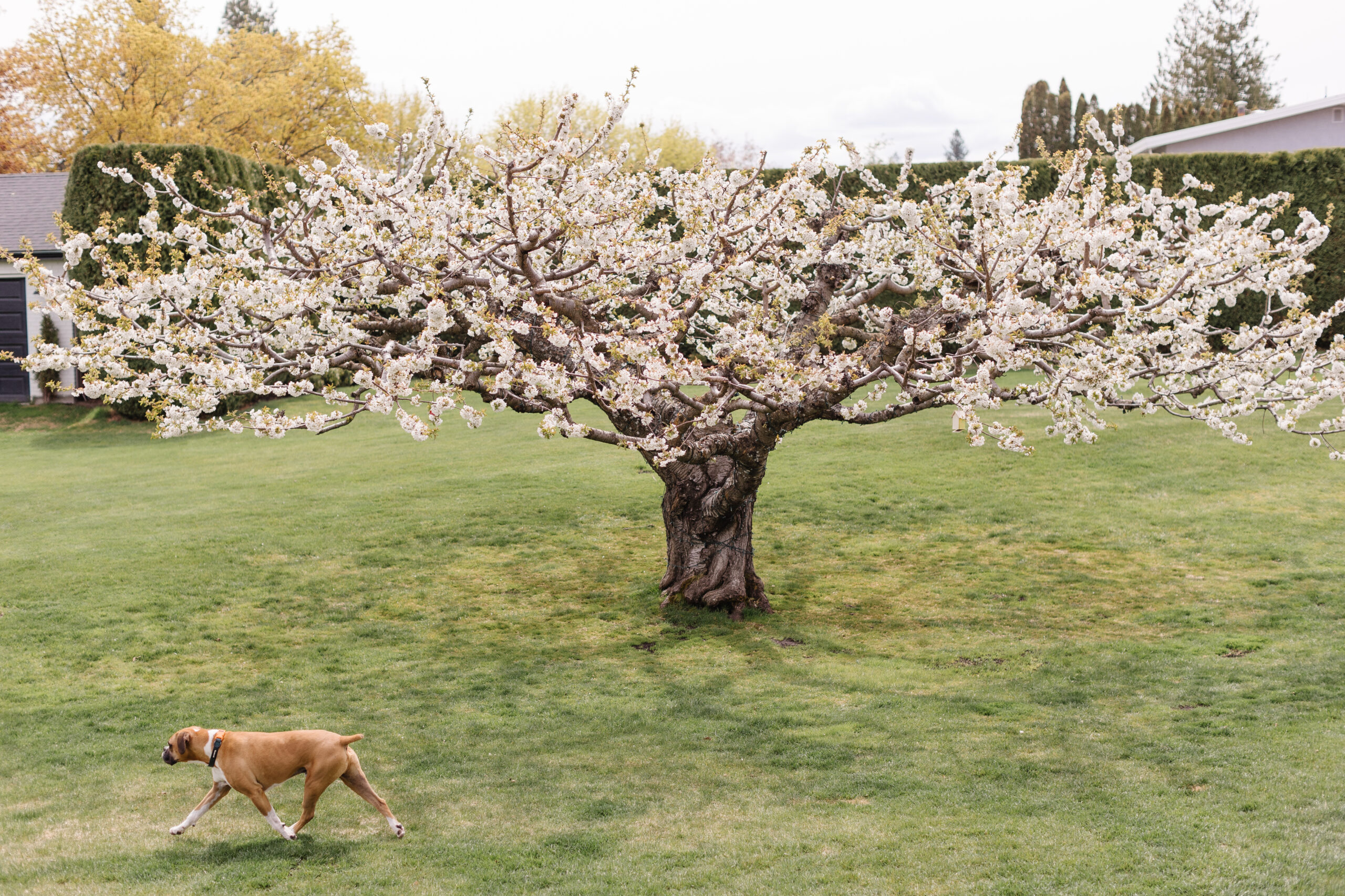 Cherry Blossom