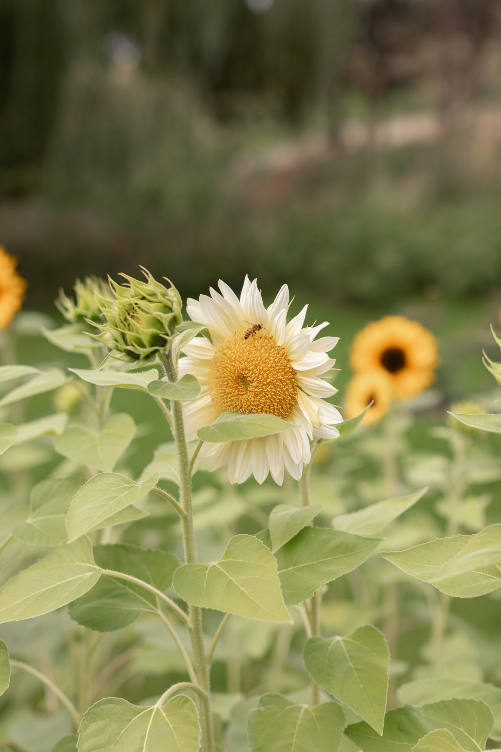 Bumble Bee Sitting On Yellow Sunflower