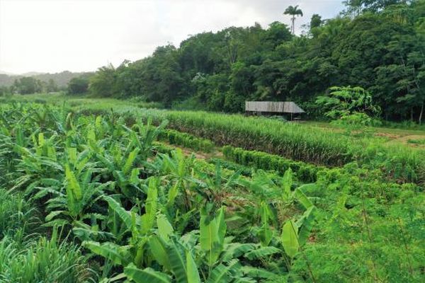 Terrain agricole (illustration)