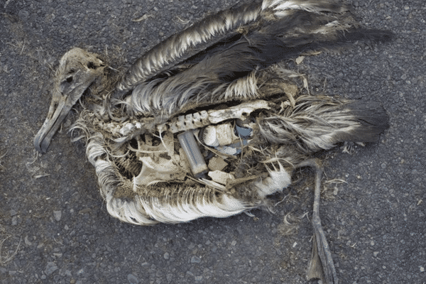 Albatros retrouvé mort sur une plage des îles Midway (océan Pacifique nord), l’estomac rempli de plastiques