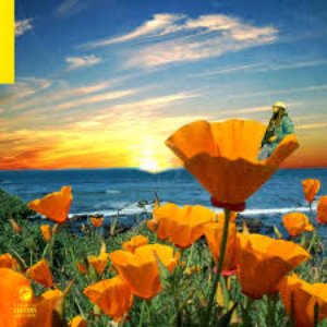 California Poppy 2