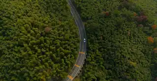 這張鳥瞰圖呈現路上有部 Jaguar 汽車正在穿越森林。